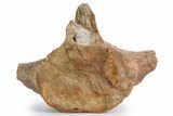 Fossil Plesiosaur (Thililua?) Pectoral Vertebra - Asfla, Morocco #346986-2